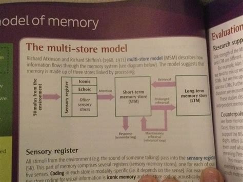 Multi Store Model Flashcards Quizlet