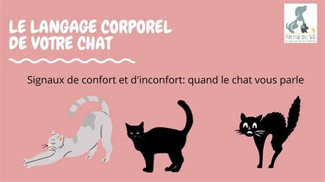 Les Signaux D Apaisement Et De Confort Langage Corporel Du Chat YouTube