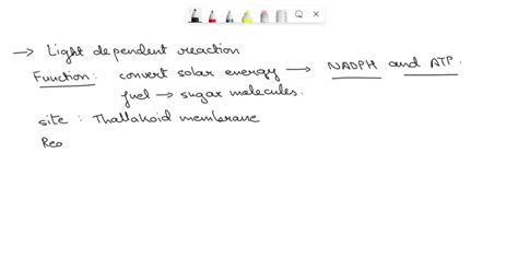 SOLVED: Photosynthesis Function: Where does it take place in Eukaryotes ...