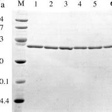 Sds Page Of The Wild Type Oxda And Its Mutants Lane M Marker