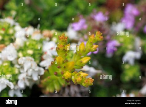 Sedum flowers closeup Stock Photo - Alamy