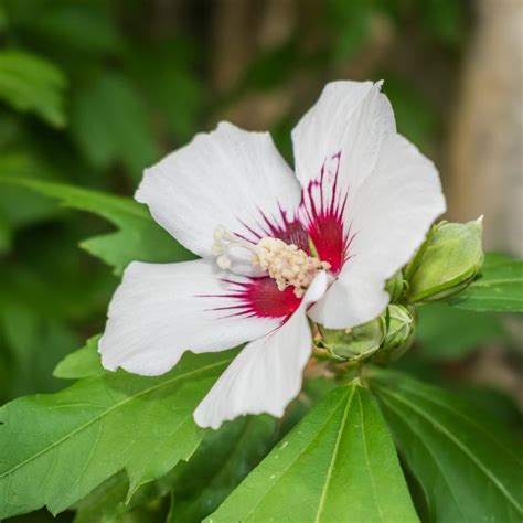 Hibisco Red Heart Hibiscus Syriacus Red Heart Como Plantar