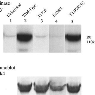 Molecular Analysis Of The Lesions Developed In Apc14 Mice Small