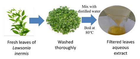 Schematic Illustration Of The Aqeous Leaf Extracts Preparation Of