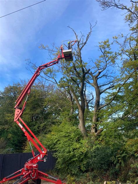 Tree Surgery In Axminster Broadleaf Tree Surgery And Landscaping