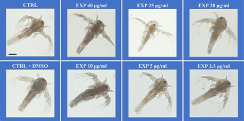 exposed nauplii  pm  controls    scale bar  mm