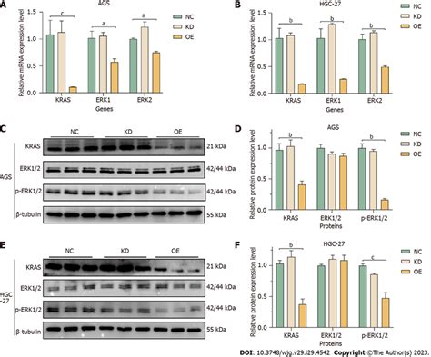 Effect Of Mir 204 3p On The Mapk Signaling Pathway In Ags And Hgc 27