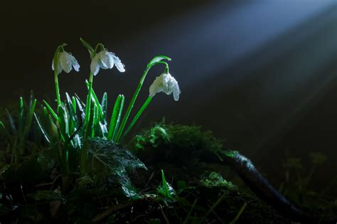 Wallpaper 2048x1365 Px Bokeh Flowers Grass Light Moss Pring