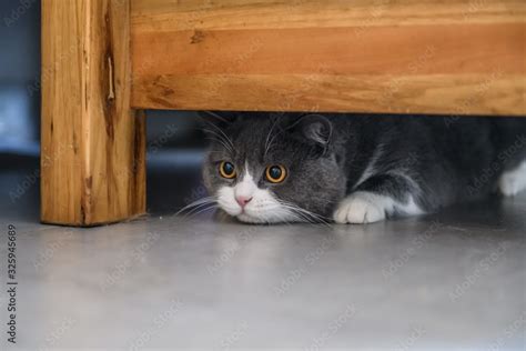 Cat Under The Table