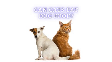 Can Cats Eat Dog Food Can Cats Eat Dog Food Temporarily