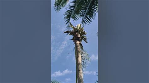 🇵🇭🇧🇪tallest Coconut Tree Boholanaexplorerrph Youtube