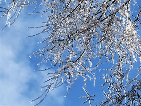 Branches Covered Of Ice After A Freezing Rain Storm Stock Photo Image