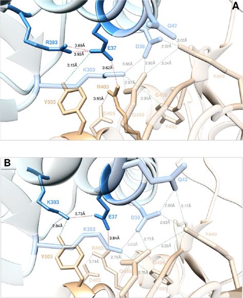 Main Interactions Involving The ACE2 Wild Type Residues E37 And R393