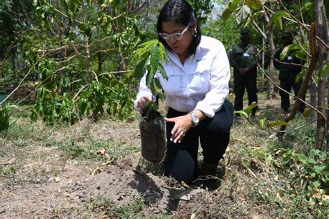 Marena Y Ej Rcito Inauguran Vivero Forestal De Mil Plantas Marena