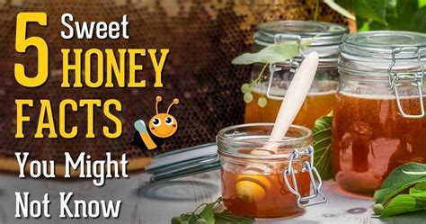 5 Amazing Healing Honey Facts Top Nutrition Tips