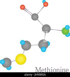 L Metionina La Metionina Se Reuni M Amino Cido Esencial Mol Cula