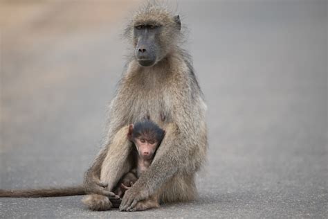 Hermosa Foto De Una Madre Y Un Beb Babuino Sentado En La Carretera