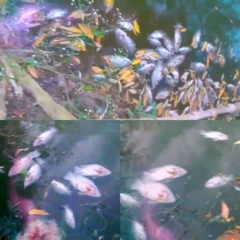 Desconocidos envenenaron laguna en paraje de Luperón causando la muerte