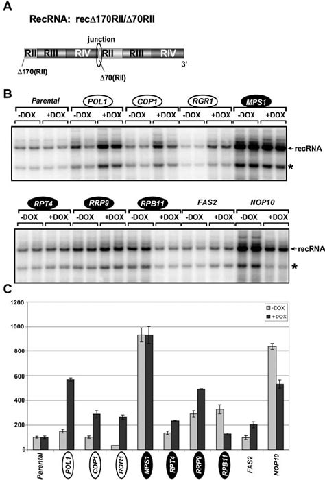 Accumulation Of A Representative Recrna In Selected Ythc Strains A