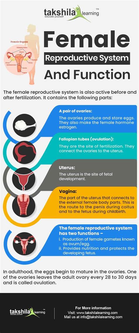 What Are The Parts Of The Human Reproductive System And Its Function In 2021 Reproductive