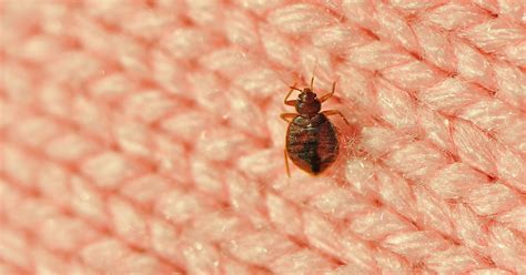 Paris Is Infested With Bedbugs Can They Fly Home With You An Expert