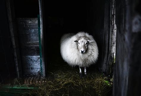 Black And White Photo Of Sheep · Free Stock Photo