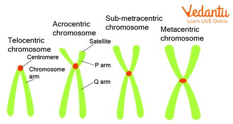 Interesting Facts About Chromosomes