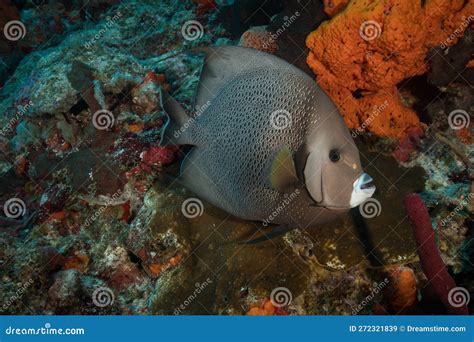 Marine Life On The Reefs Of The Dutch Caribbean Island Of Sint Maarten