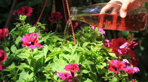 9 Tips to Keep Your Petunias Blooming All Season Long