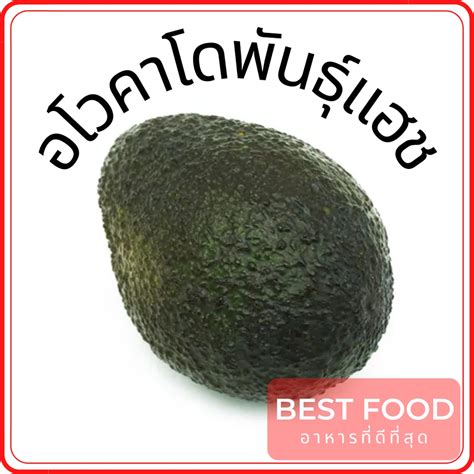 อโวคาโดพันธุ์แฮช Hass Avocado Shopee Thailand