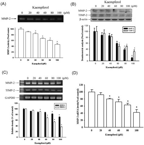 SCC4 Cells Were Treated With Various Concentrations 0 20 40 60 80