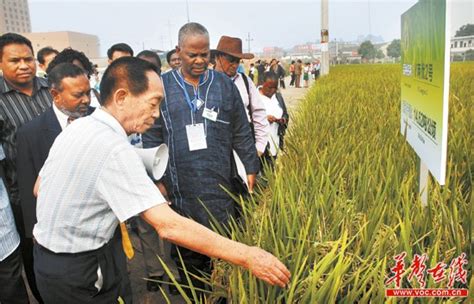 袁隆平超级稻大面积亩产超1000公斤创世界纪录第二页 头条新闻 湖南在线 华声在线