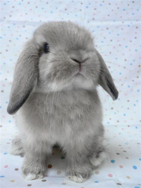 The Example Of Rabbit Breeds Holland Lop Cuccioli Di Coniglio