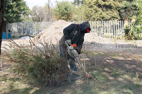 Inicia acopio de árboles de navidad en el valle de Toluca