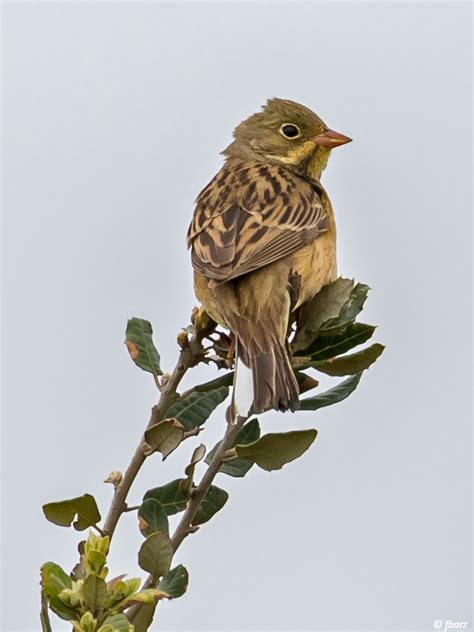 Les Oiseaux Prot G S Par La Zps Natura Pi Ge Et Collines Du