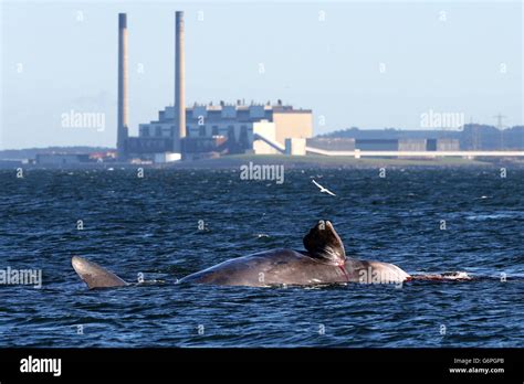 A Dead Sperm Whale Exposed By The Receding Tide Rests On The Sea Bed In Front Of Cockenzie Power