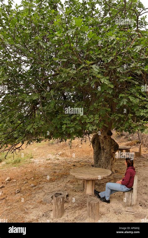 Israel The Upper Galilee Fig Tree Ficus Carica In Biria Forest Stock