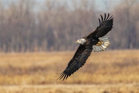 Bald Eagle At Loess Bluffs Fifth Year Bird Is That Right Flickr