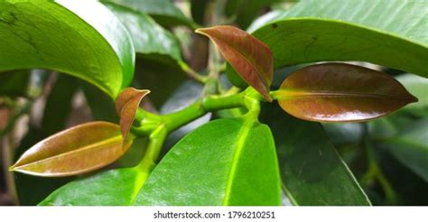 Mangosteen Leaves Images, Stock Photos & Vectors | Shutterstock