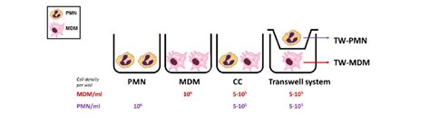 Cell culture types and conditions. 214 | Download Scientific Diagram