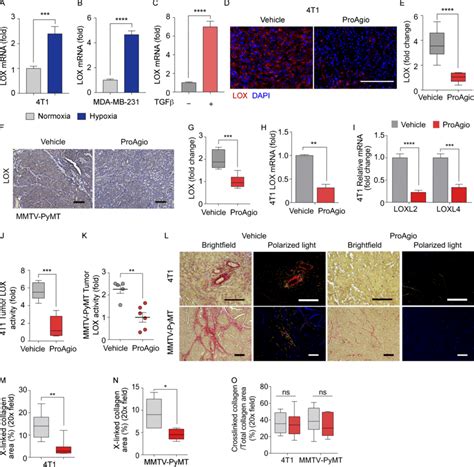 Proagio Decreases Hypoxia Induced Lox Secretion In The Breast Tumor In