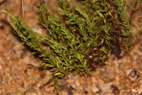 Anthospermum Rigidum From Carletonville South Africa On December