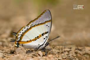 Polyura Nepenthes Thai Butterfly Trips