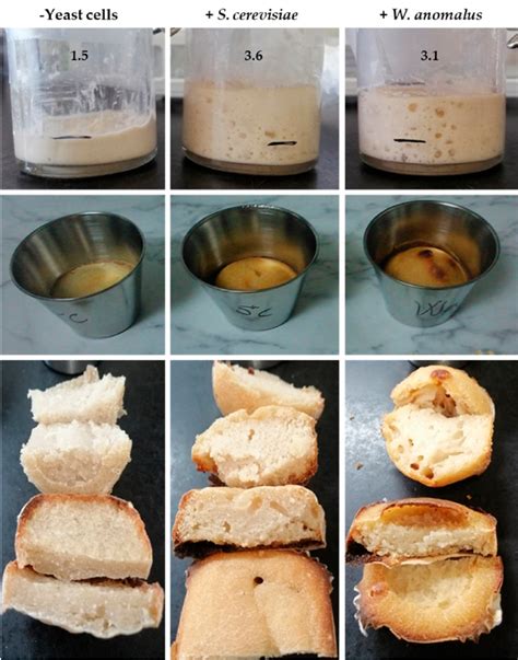 Yeast Fermentation In Bread