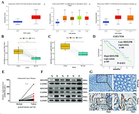 Ddx B Expression In Colorectal Cancer And Normal Tissues A