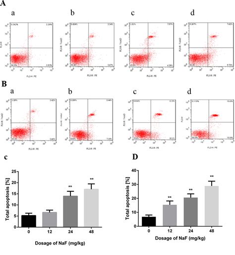 Sodium Fluoride Naf Induces The Splenic Apoptosis Via Endoplasmic