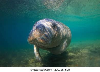 Manatees Crystal River Hot Springs Florida Stock Photo 2107264520 ...