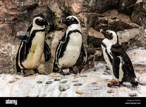 Penguins Mystic Aquarium Mystic, Connecticut, USA Stock Photo - Alamy