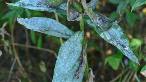 Powdery Mildew Disease On Flowers University Of Maryland Extension