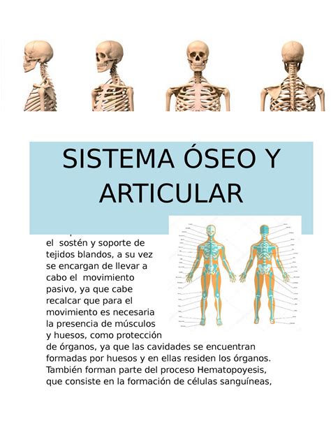 Sistema Óseo y Articular Sistema Óseo Las principales funciones de